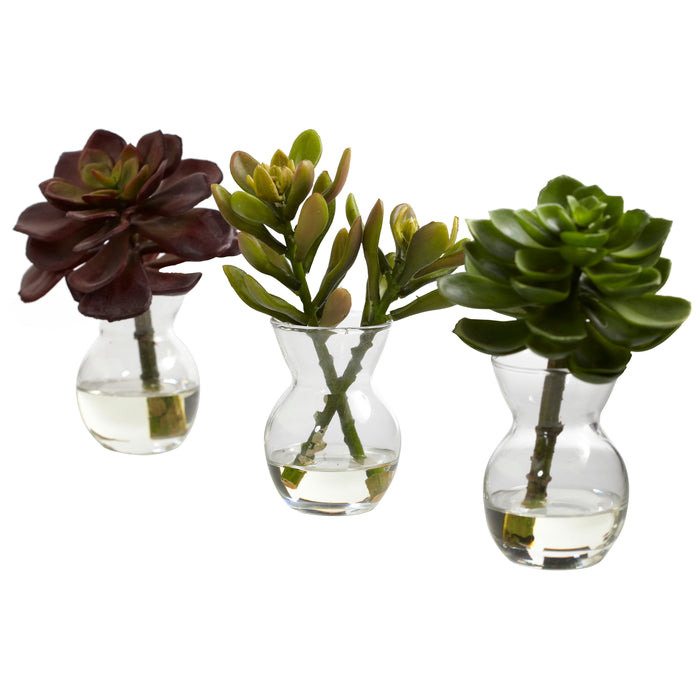 5.5" Succulent Arrangements (Set of 3)