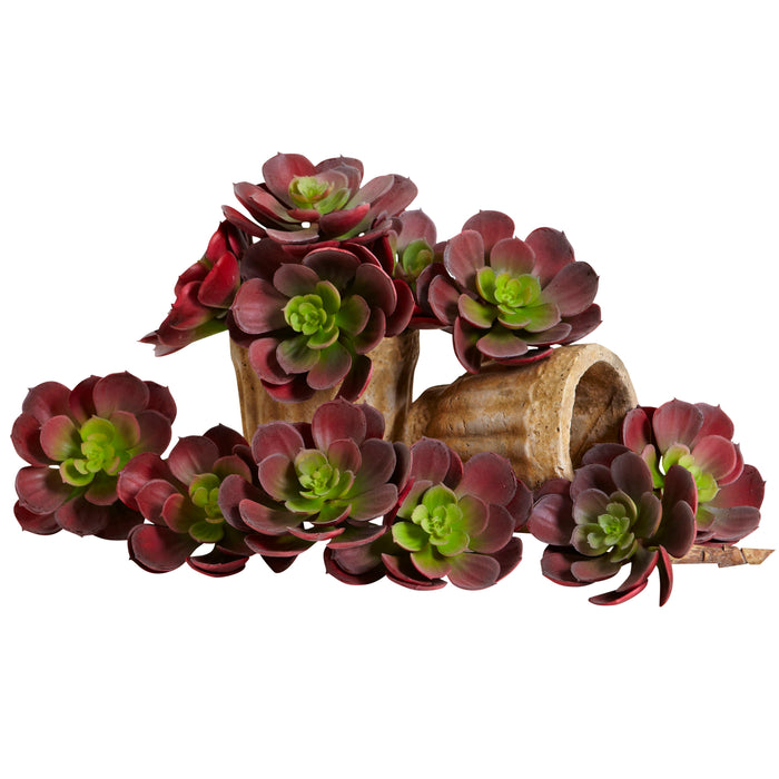 5" Echeveria w/24 Lvs (Set of 12) - Burgundy