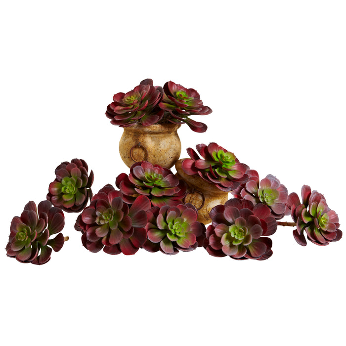 6" Echeveria Succulent (Set of 12) - Burgundy