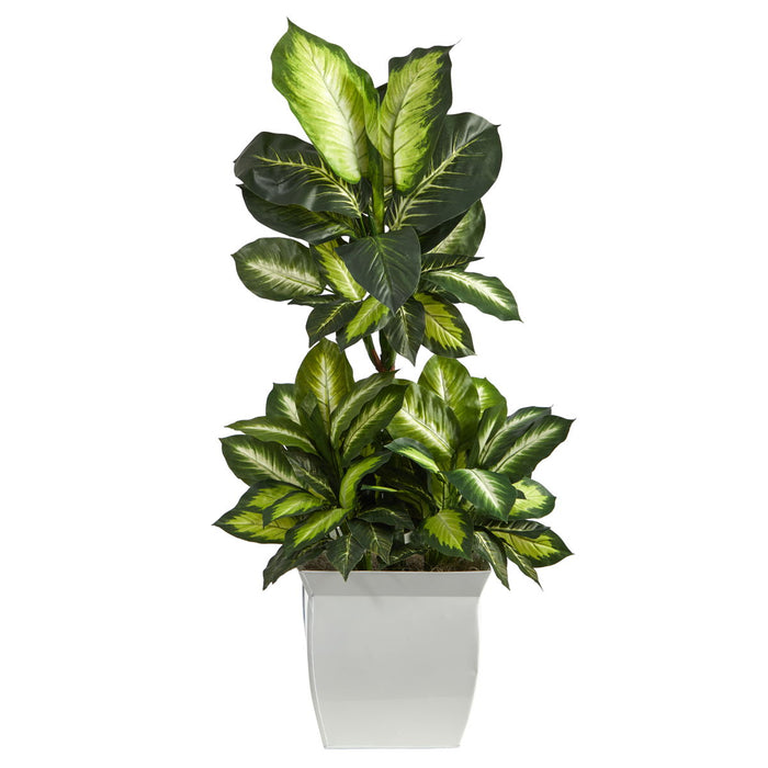 46" Golden Dieffenbachia Plant in White Metal Planter