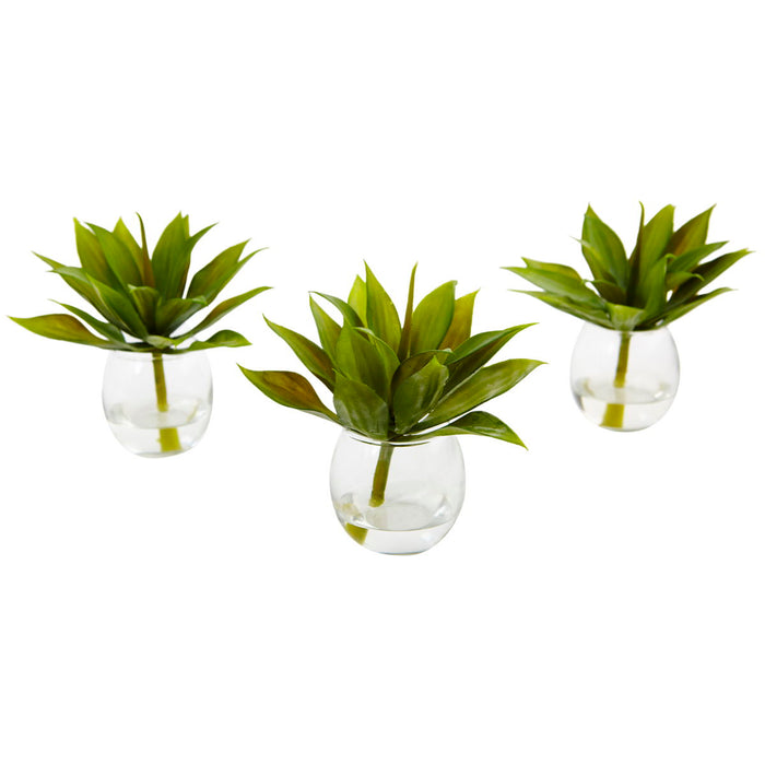 5.75" Agave Succulent with Vase (Set of 3)