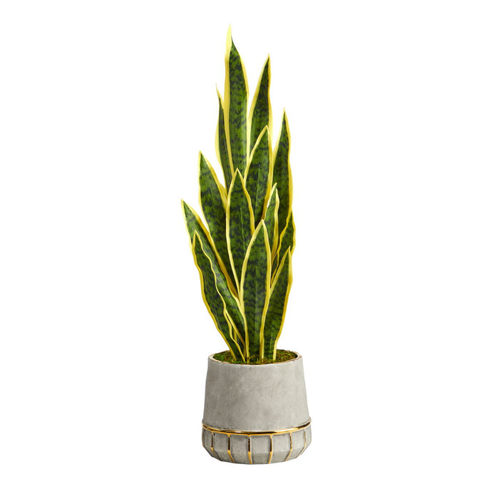 34" Sansevieria Plant in Stoneware Planter w/ Gold Trimming