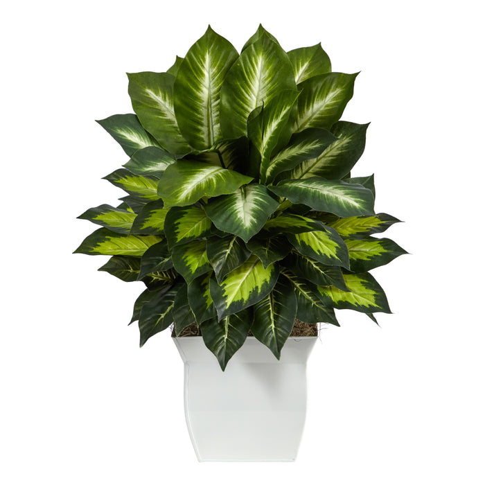 2' Golden Dieffenbachia Plant in White Metal Planter