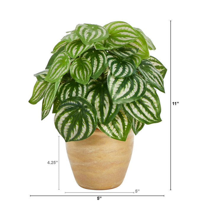 11" Watermelon Peperomia Plant in Planter (Real Touch)