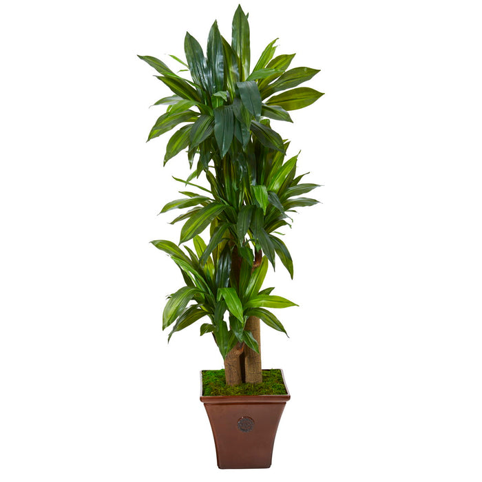 57" Corn Stalk Dracaena Plant in Brown Planter (Real Touch)