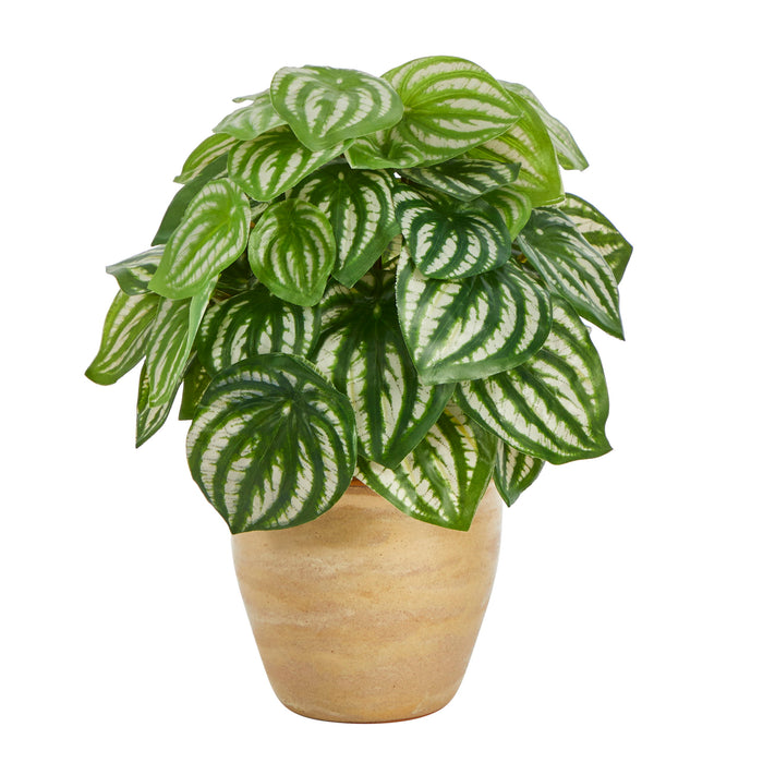 11" Watermelon Peperomia Plant in Planter (Real Touch)