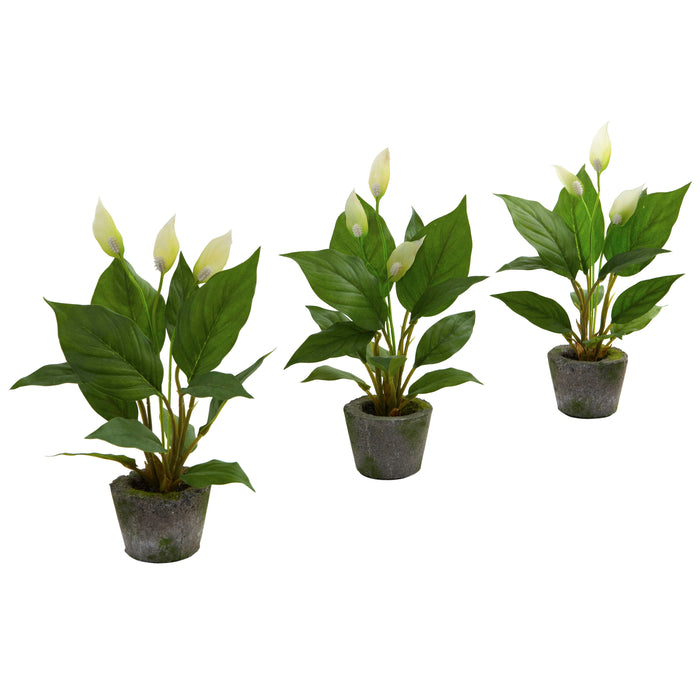 11" Spathyfillum w/Cement Planter (Set of 3)