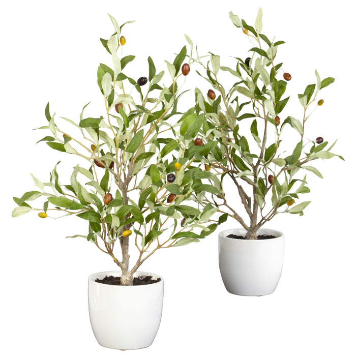 18" Olive Tree w/Vase  (Set of 2)