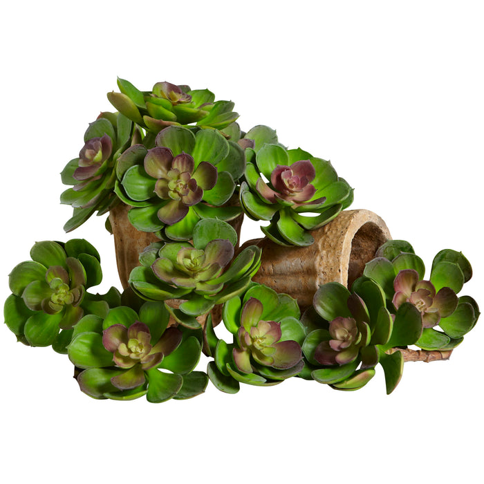 5" Echeveria w/24 Lvs  (Set of 12) - Green Burgundy